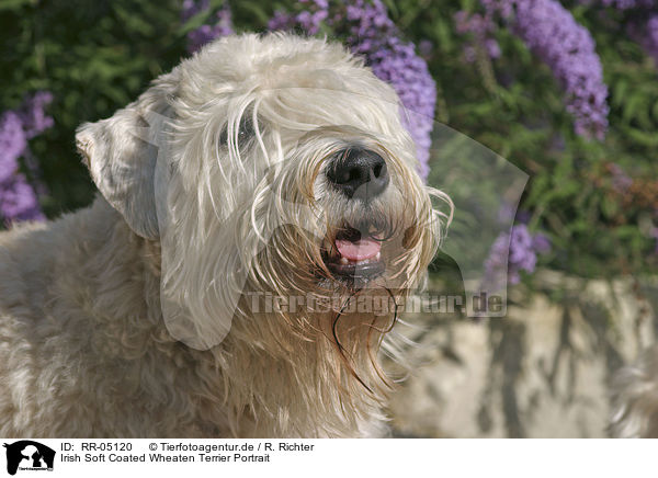 Irish Soft Coated Wheaten Terrier Portrait / Irish Soft Coated Wheaten Terrier Portrait / RR-05120
