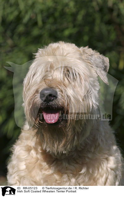 Irish Soft Coated Wheaten Terrier Portrait / Irish Soft Coated Wheaten Terrier Portrait / RR-05123