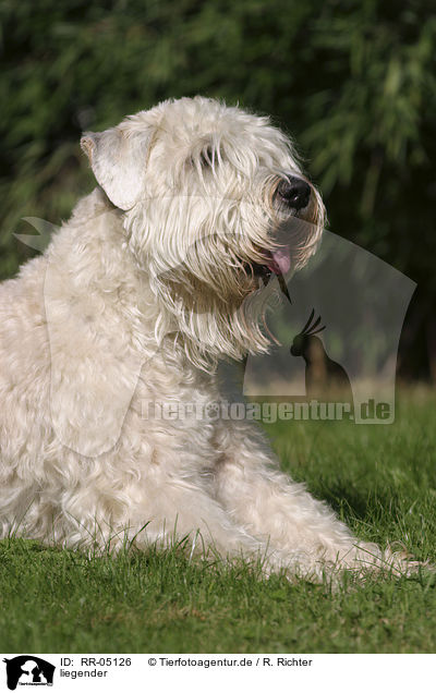 liegender / lying Irish Soft Coated Wheaten Terrier / RR-05126