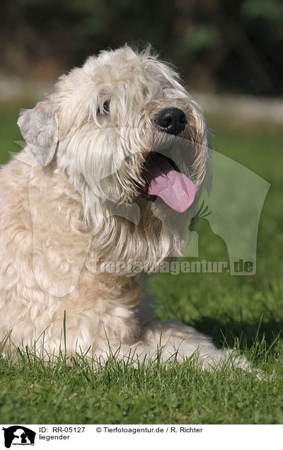 liegender / lying Irish Soft Coated Wheaten Terrier / RR-05127