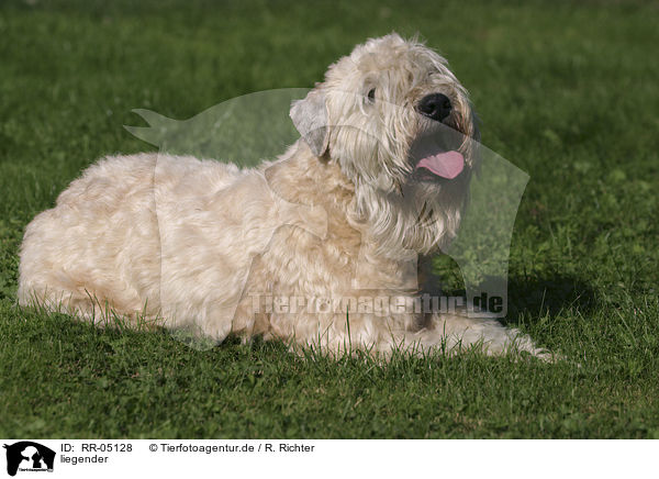 liegender / lying Irish Soft Coated Wheaten Terrier / RR-05128