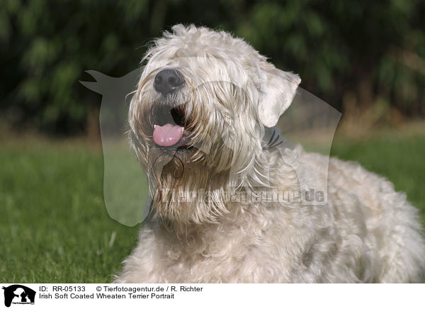 Irish Soft Coated Wheaten Terrier Portrait / RR-05133