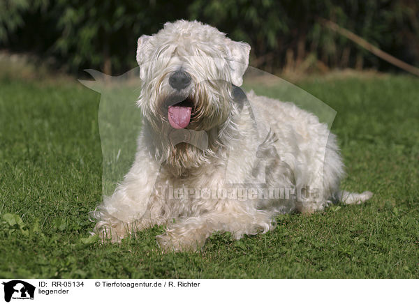 liegender / lying Irish Soft Coated Wheaten Terrier / RR-05134