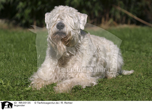 liegender / lying Irish Soft Coated Wheaten Terrier / RR-05135