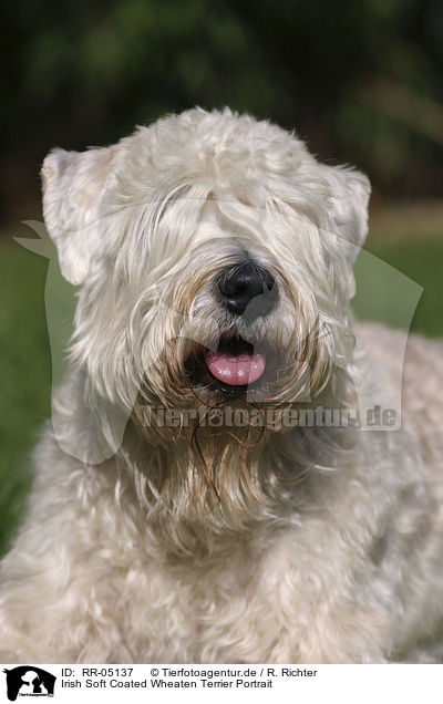 Irish Soft Coated Wheaten Terrier Portrait / RR-05137