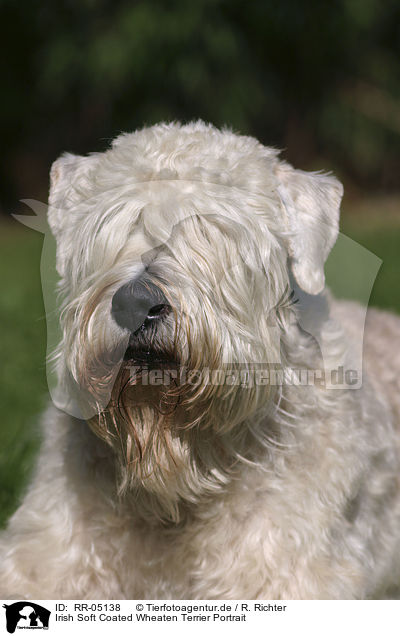 Irish Soft Coated Wheaten Terrier Portrait / RR-05138