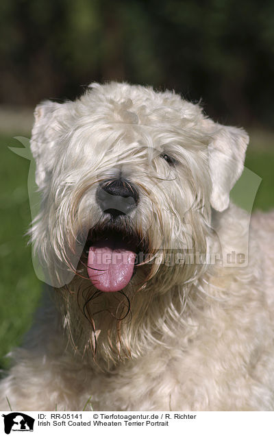 Irish Soft Coated Wheaten Terrier Portrait / Irish Soft Coated Wheaten Terrier Portrait / RR-05141
