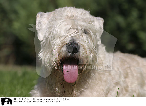 Irish Soft Coated Wheaten Terrier Portrait / RR-05142