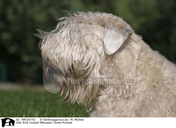 Irish Soft Coated Wheaten Terrier Portrait / RR-05143