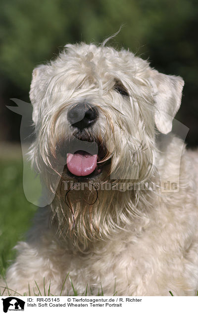 Irish Soft Coated Wheaten Terrier Portrait / RR-05145