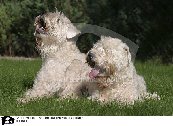liegende / lying Irish Soft Coated Wheaten Terrier / RR-05146