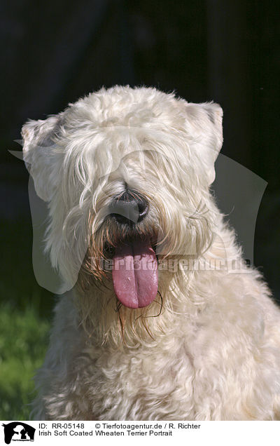 Irish Soft Coated Wheaten Terrier Portrait / RR-05148