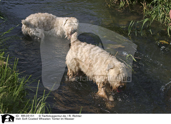 Irish Soft Coated Wheaten Terrier im Wasser / RR-05151