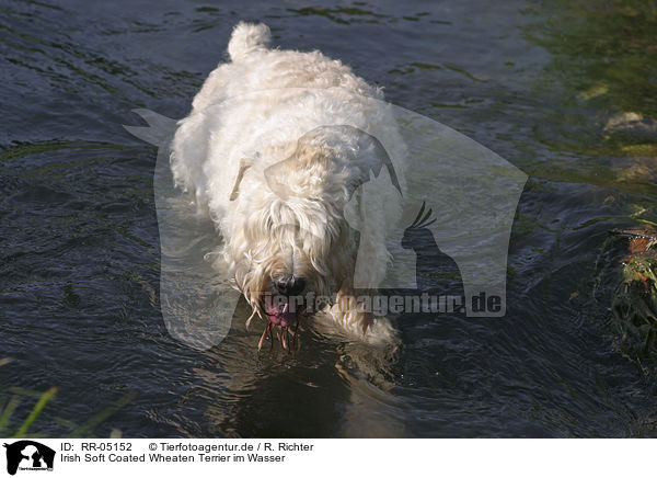 Irish Soft Coated Wheaten Terrier im Wasser / RR-05152