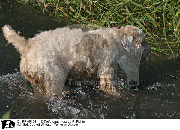 Irish Soft Coated Wheaten Terrier im Wasser / RR-05154