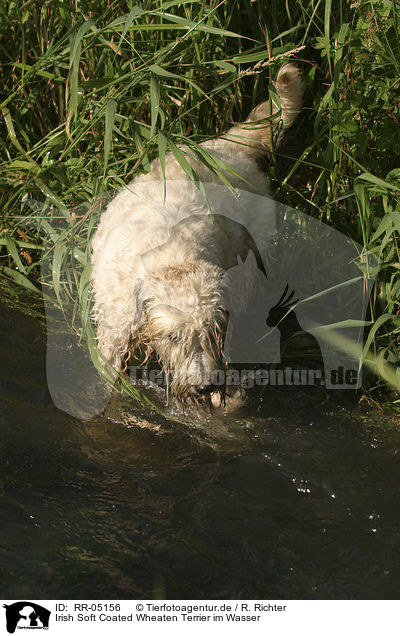 Irish Soft Coated Wheaten Terrier im Wasser / RR-05156