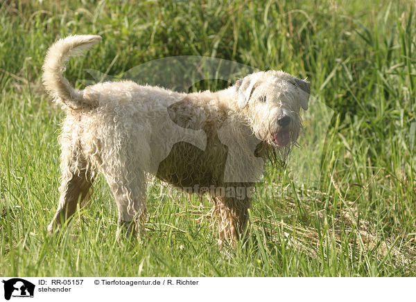 stehender / standing Irish Soft Coated Wheaten Terrier / RR-05157