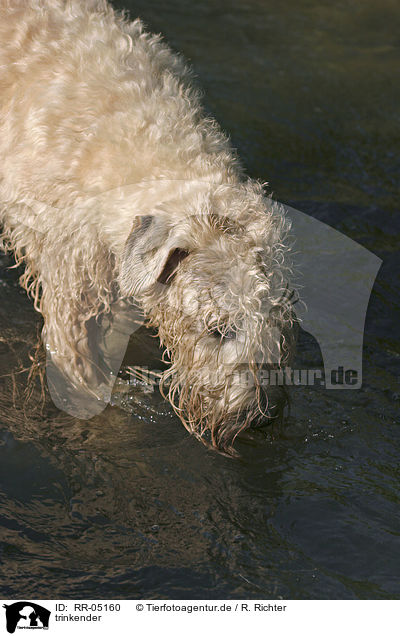 trinkender / drinking Irish Soft Coated Wheaten Terrier / RR-05160