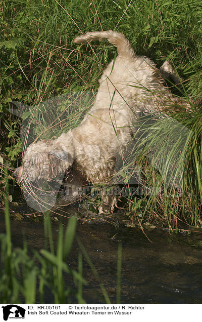 Irish Soft Coated Wheaten Terrier im Wasser / RR-05161