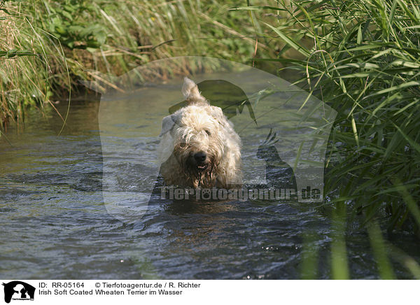 Irish Soft Coated Wheaten Terrier im Wasser / RR-05164