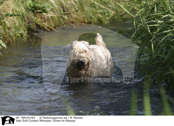 Irish Soft Coated Wheaten Terrier im Wasser / RR-05165