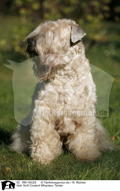 Irish Soft Coated Wheaten Terrier / RR-18028