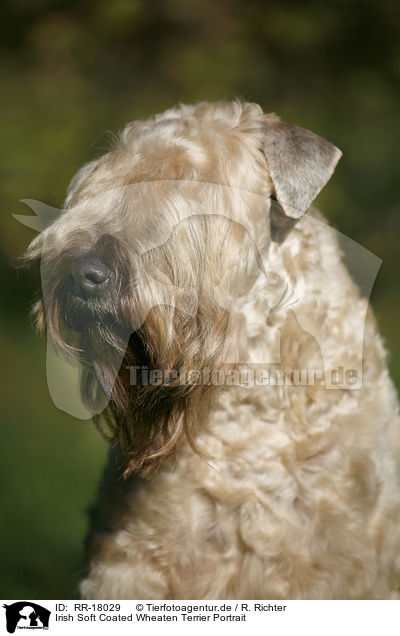 Irish Soft Coated Wheaten Terrier Portrait / Irish Soft Coated Wheaten Terrier Portrait / RR-18029