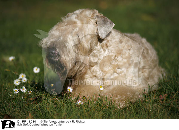 Irish Soft Coated Wheaten Terrier / Irish Soft Coated Wheaten Terrier / RR-18030