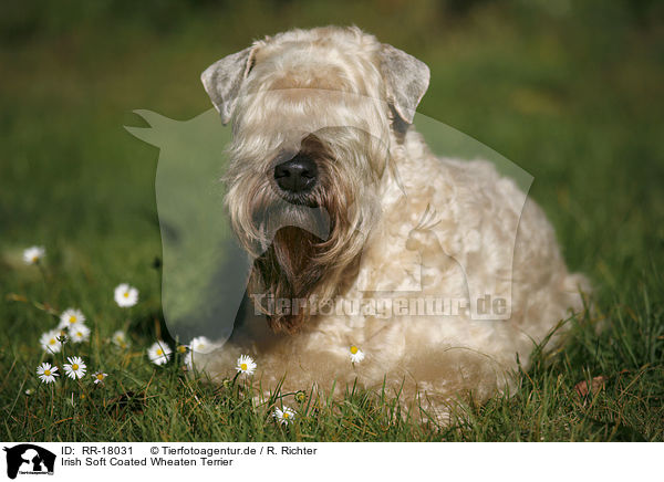 Irish Soft Coated Wheaten Terrier / Irish Soft Coated Wheaten Terrier / RR-18031