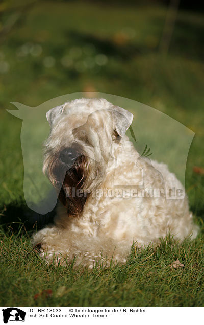 Irish Soft Coated Wheaten Terrier / Irish Soft Coated Wheaten Terrier / RR-18033