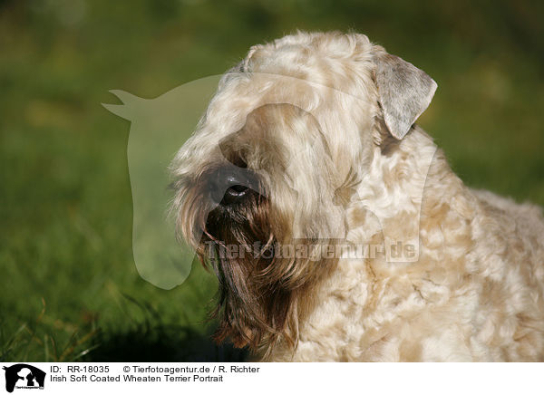 Irish Soft Coated Wheaten Terrier Portrait / RR-18035