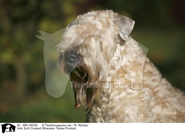 Irish Soft Coated Wheaten Terrier Portrait / Irish Soft Coated Wheaten Terrier Portrait / RR-18038