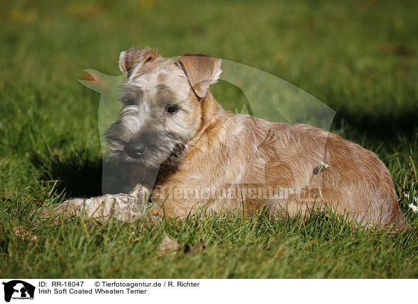 Irish Soft Coated Wheaten Terrier / Irish Soft Coated Wheaten Terrier / RR-18047