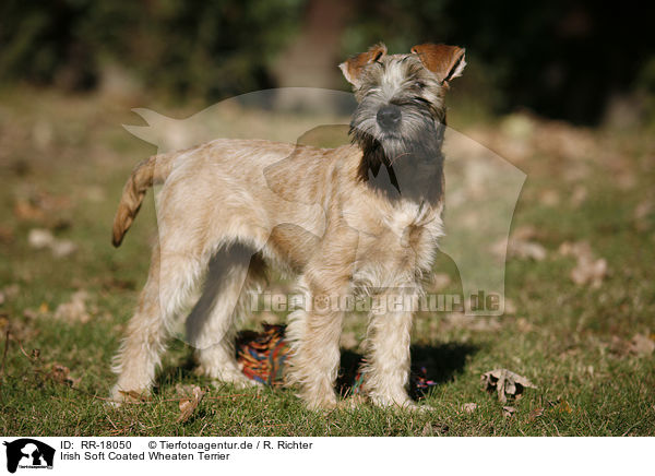 Irish Soft Coated Wheaten Terrier / Irish Soft Coated Wheaten Terrier / RR-18050