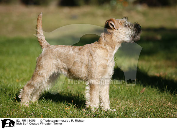 Irish Soft Coated Wheaten Terrier / RR-18056