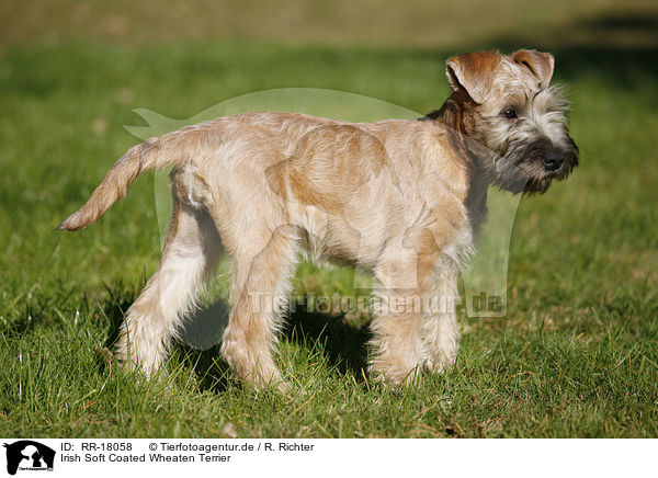 Irish Soft Coated Wheaten Terrier / Irish Soft Coated Wheaten Terrier / RR-18058