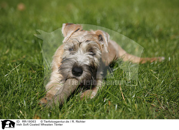 Irish Soft Coated Wheaten Terrier / Irish Soft Coated Wheaten Terrier / RR-18063