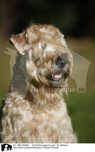 Irish Soft Coated Wheaten Terrier Portrait / RR-18066