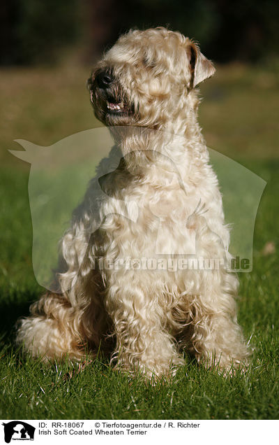 Irish Soft Coated Wheaten Terrier / RR-18067