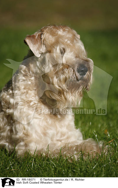 Irish Soft Coated Wheaten Terrier / RR-18071