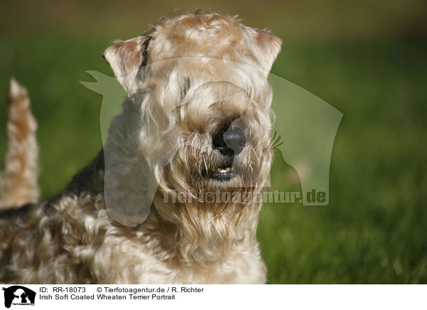 Irish Soft Coated Wheaten Terrier Portrait / RR-18073