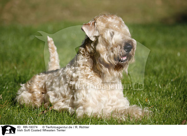 Irish Soft Coated Wheaten Terrier / RR-18074