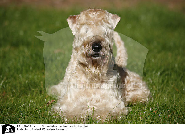 Irish Soft Coated Wheaten Terrier / RR-18075