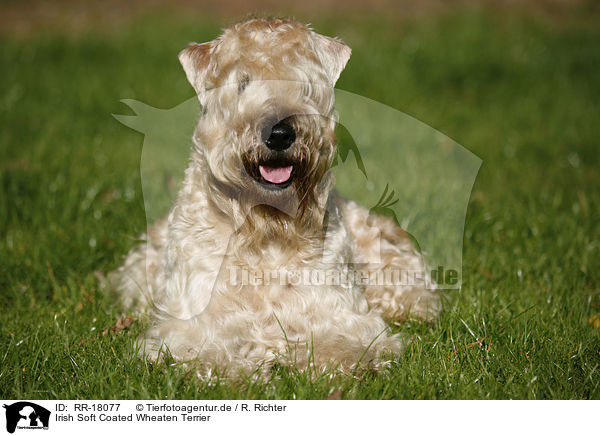 Irish Soft Coated Wheaten Terrier / RR-18077