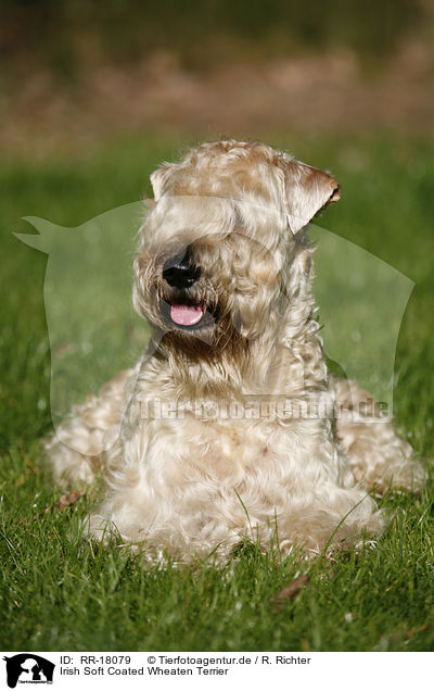 Irish Soft Coated Wheaten Terrier / RR-18079