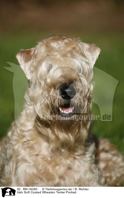 Irish Soft Coated Wheaten Terrier Portrait / Irish Soft Coated Wheaten Terrier Portrait / RR-18080