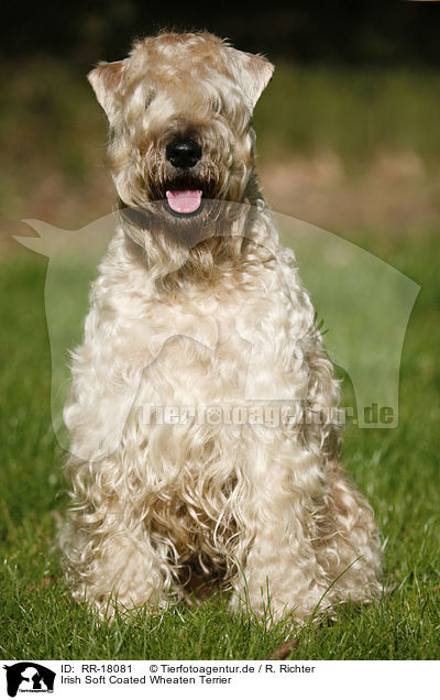 Irish Soft Coated Wheaten Terrier / Irish Soft Coated Wheaten Terrier / RR-18081