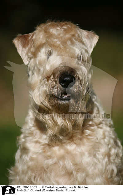 Irish Soft Coated Wheaten Terrier Portrait / RR-18082