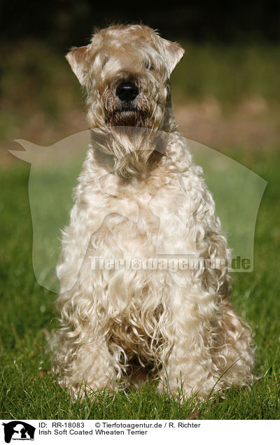 Irish Soft Coated Wheaten Terrier / RR-18083
