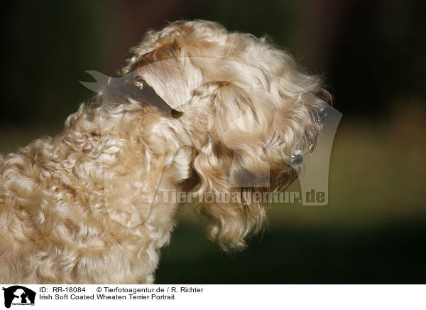 Irish Soft Coated Wheaten Terrier Portrait / RR-18084